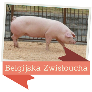 Belgijska Zwisłoucha